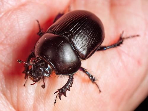 Réf. 329 946 : Geotrupes spiniger