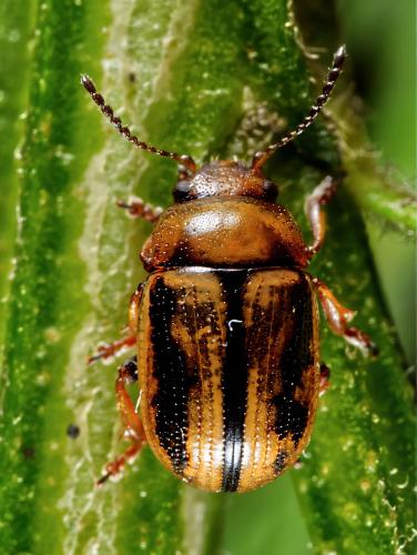 Gonioctena olivacea
