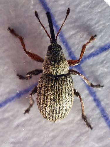 Exapion ulicis