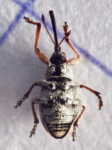 Réf. 329 218 : Exapion ulicis