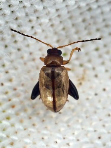 Galerucinae