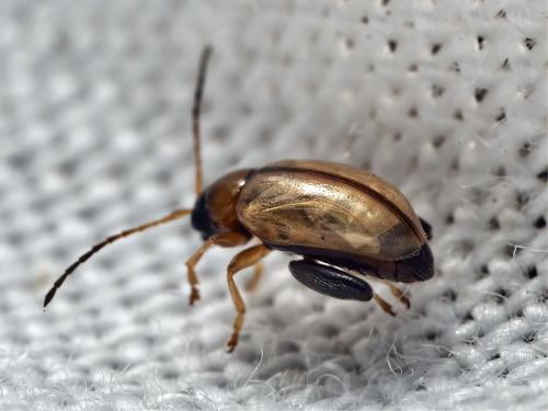 Réf. 329 791 : Galerucinae inconnu