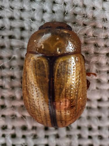 Gonioctena olivacea