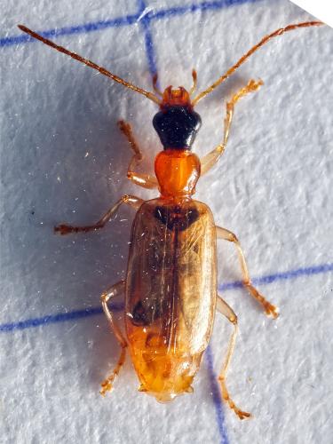Réf. 329 067 : Demetrias atricapillus