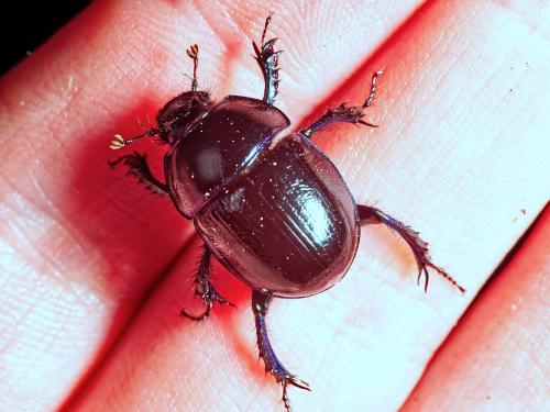 Anoplotrupes stercorosus