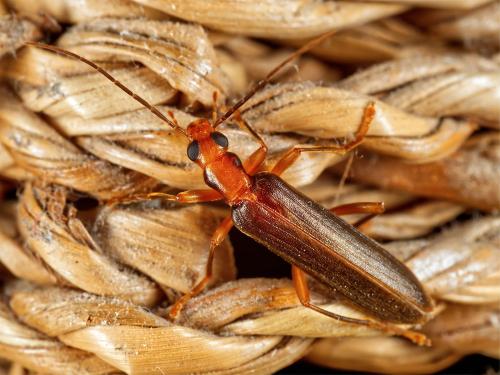 Nacerdes carniolica