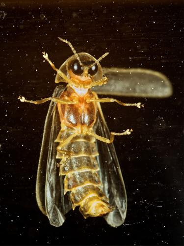 Réf. 329 964 : Lampyris noctiluca