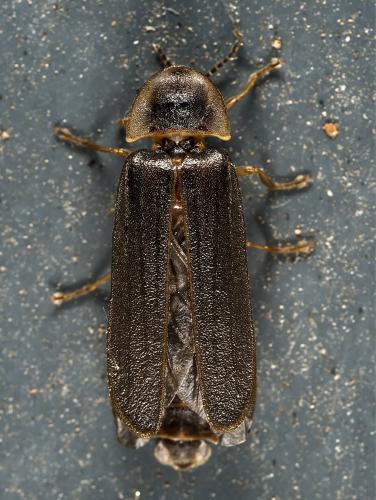 Lampyris noctiluca