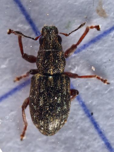 Sitona sulcifrons