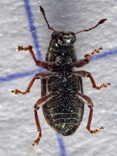 Sitona sulcifrons