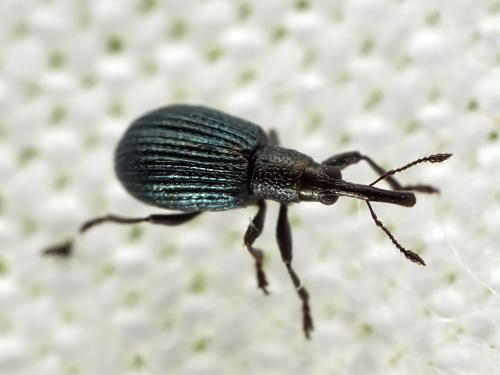 Réf. 329 400 : Ischnopterapion sp.
