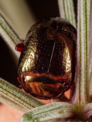 Réf. 329 719 : Chrysolina bankii