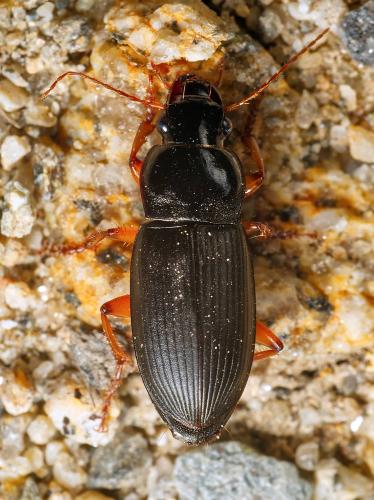 Pseudoophonus rufipes