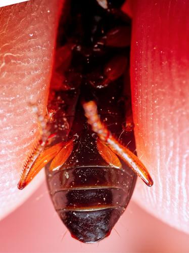 Pseudoophonus rufipes