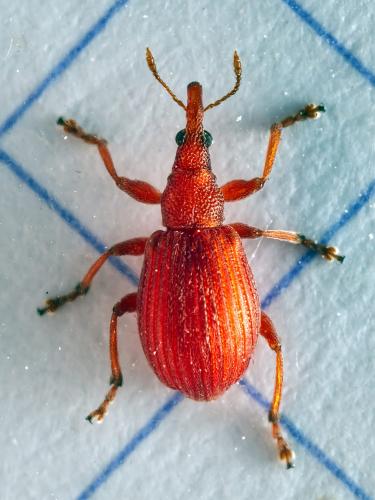 Réf. 329 210 : Apion frumentarium