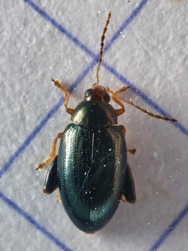 Réf. 329 764 : Psylliodes chrysocephala