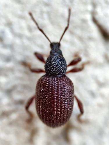 Otiorhynchus rugosostriatus