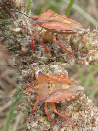 Carpocoris mediterraneus atlanticus