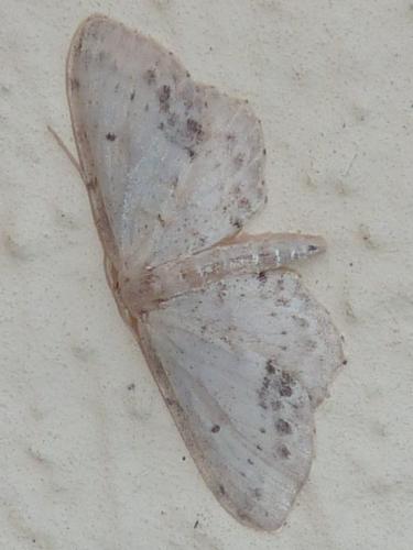 Réf. 329 014 : Idaea dimidiata