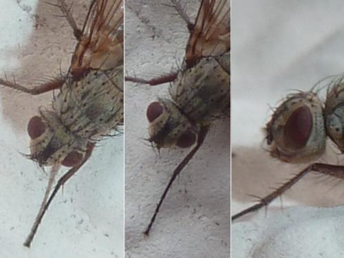 Dinera grisescens
