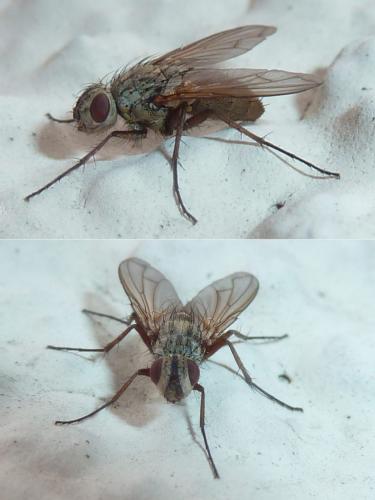 Dinera grisescens