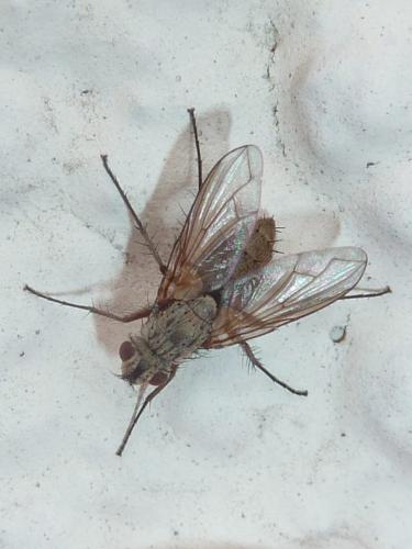 Dinera grisescens