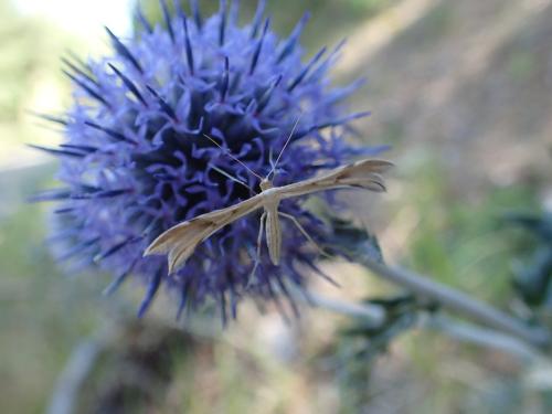 Calyciphora albodactylus