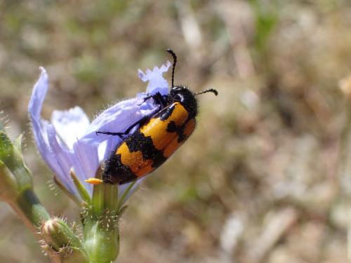 Réf. 329 525 : Mylabris variabilis