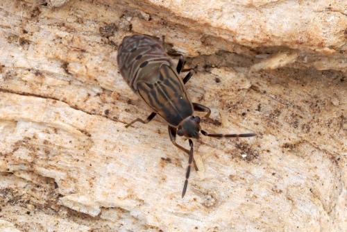 Peritrechus sp.