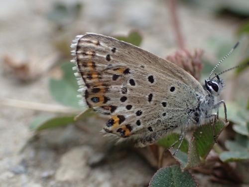 Réf. 329 506 : Plebejus sp.