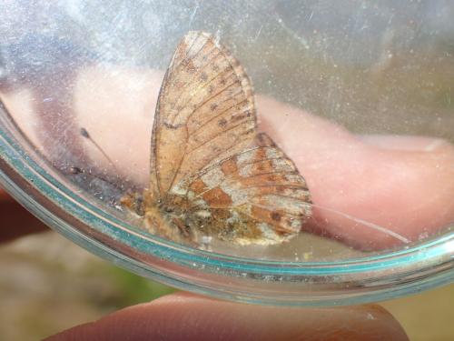 Réf. 329 510 : Boloria napaea
