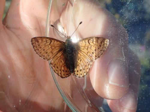 Réf. 329 511 : Boloria napaea
