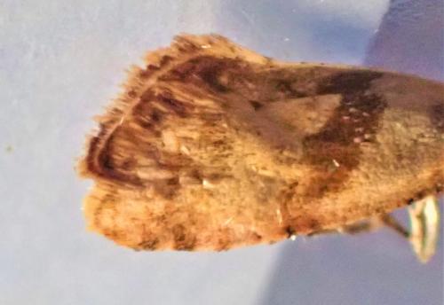 Réf. 329 009 : Cochylidia implicitana