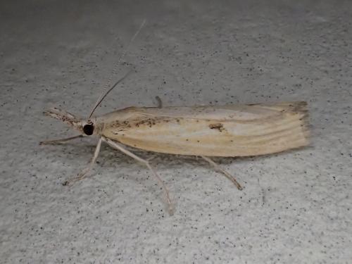 Réf. 329 096 : Agriphila inquinatella