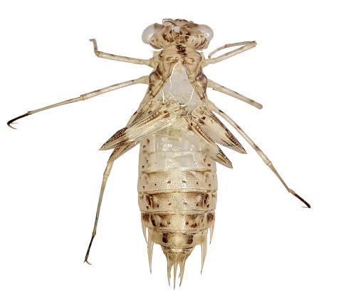 Pantala flavescens