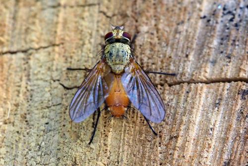 Leskia aurea