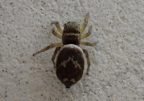 Heliophanus tribulosus