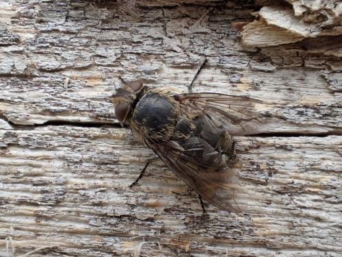 Réf. 329 458 : Pollenia sp.