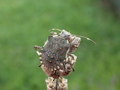 Réf. 329 289 : Halyomorpha halys