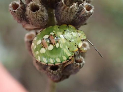 Nezara viridula