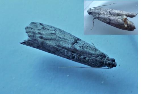 Ephestia kuehniella