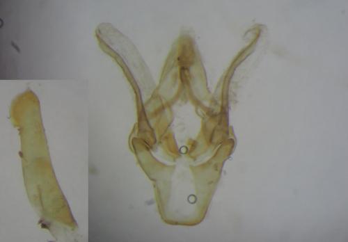 Ephestia kuehniella