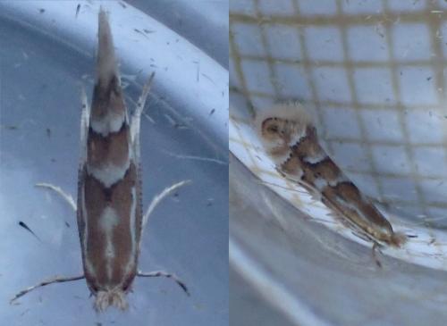 Phyllonorycter salicicolella