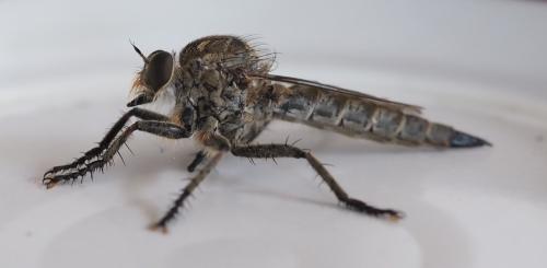 Machimus cyanopus