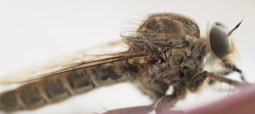 Machimus cyanopus