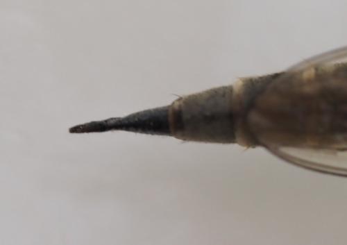 Machimus cyanopus