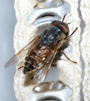 Réf. 329 916 : Tabanus spodopterus