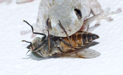 Réf. 329 917 : Tabanus spodopterus