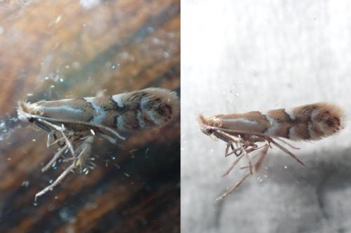 Réf. 329 847 : Phyllonorycter salicicolella