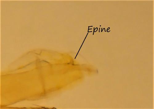 Phyllonorycter salicicolella